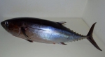 Albacore-001-2017
