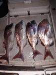 IMG-20200417-WA0290