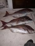 IMG-20200417-WA0298